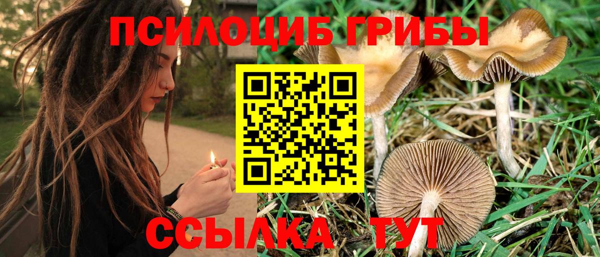 Малгобек  Галлюциногенные грибы Cubensis  Вход с VPN 